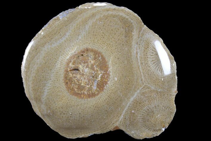 Polished Fossil Coral (Actinocyathus) - Morocco #85026